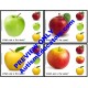 APPLE Activities MATCHING and READING COMPREHENSION Task Box Filler Activities